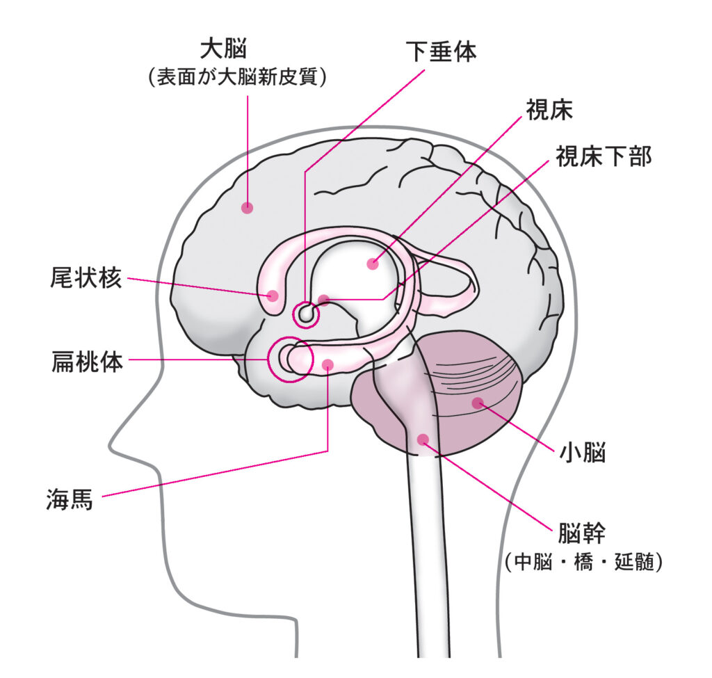 脳を4つに区分する3つの大脳溝 ローランド溝 シルビウス溝 頭頂後頭溝 合格 Ptot国家試験完全解説ブログ