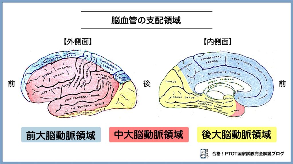 脳血管の支配領域